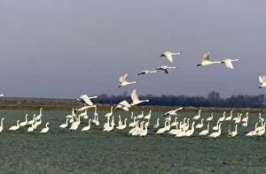 Bewick Swan - In flight