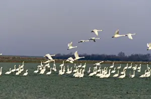 Bewick Swan In flight, Norfolk, UK