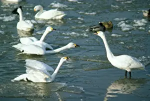 Bewick's Swan - display