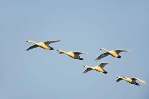 Bewickii Gallery: Bewick's Swan - In Flight