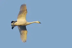 Bewicks Prints: Bewick's Swan - In Flight Olor columbianus bewickii WWT Slimbridge Gloucestershire