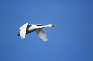 Images Dated 18th May 2005: Bewick's Swan - in flight Slimbridge, Gloucester, UK