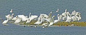 Images Dated 2004 February: 15 Feb 2004