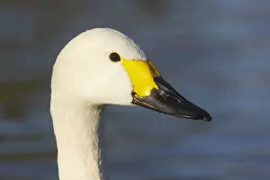 Bewick's Swan - Head Shot Olor columbianus bewickii WWT Slimbridge Gloucestershire, UK BI013138