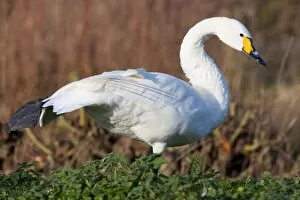Bewicks Swan - Single adult bird stretching