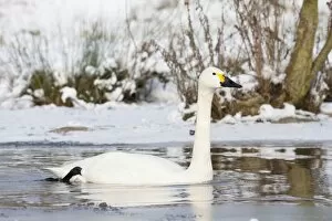 Images Dated 9th January 2010: Bewick's Swan - single adult bird swimming along narrow unfrozen channel of lake. England, UK