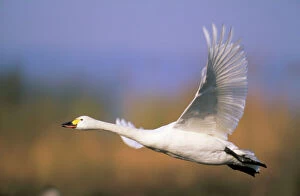 Taking Off Collection: Bewick's Swan - taking off Slimbridge Gloucester, UK