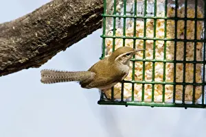 Bewick's Wren