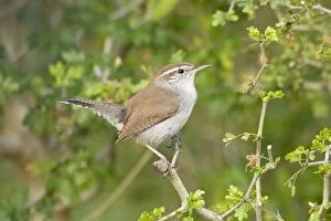 Images Dated 27th March 2008: Bewick's Wren South Texas in March