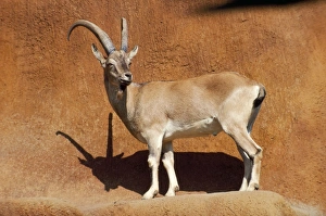 Bezoar Goat