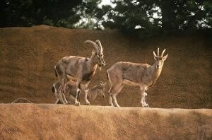 Images Dated 18th August 2009: Bezoar Goats - male & female