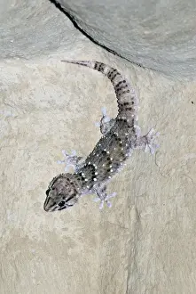 Catching Prints: Bibron's Gecko hunting for insects attracted to light