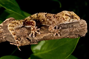Bibrons Gecko, Pachydactylus bibroni, Native