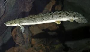 Images Dated 21st January 2007: Bichir, primitive air breathing fish, freshwater west Africa