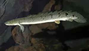 Bichir, primitive air breathing fish, freshwater west Africa