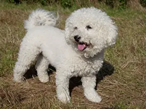 Cheltenham Prints: Bichon Frise curly lap dog - Waterloo Kennels Stoke Orchard Cheltenham UK