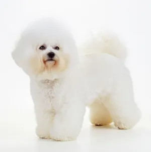 Images Dated 31st July 2007: Bichon Frise Dog