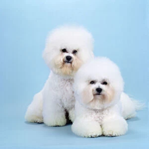 Images Dated 4th February 2008: Bichon Frise Dog