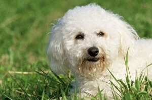 Images Dated 25th February 2009: Bichon Frise Dog