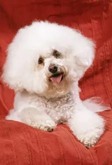 Head On One Side Prints: Bichon Frise Dog JD 16117 © John Daniels / ardea. com