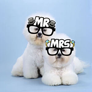 Bichon Gallery: Bichon Frise Dog, pair wearing Mr & Mrs glasses