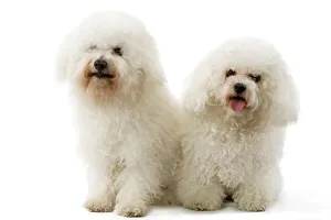 Images Dated 12th March 2006: Bichon Frise. Also know as Tenerife Dog