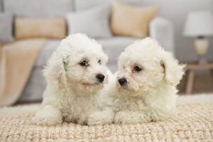 Two Bichon Frise puppies indoors