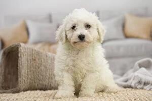 New Images March 2018 Gallery: Bichon Frise puppy indoors
