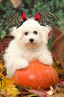 Images Dated 2nd July 2021: Bichon Frise puppy outdoors at Halloween with a punlkin and horns Date: 13-12-2018