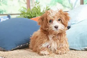 Bichon havanais