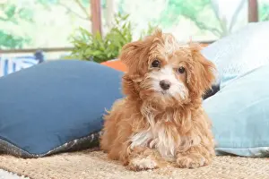 Bichon havanais