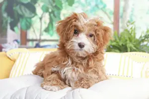 Bichon havanais