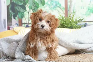 Bichon havanais