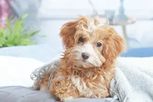 Bichon havanais