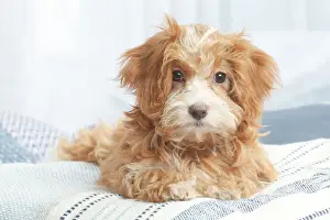 Bichon havanais