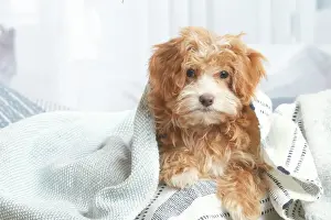 Bichon havanais
