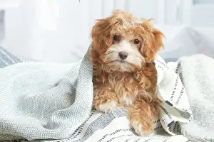 Bichon havanais