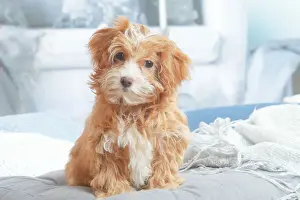 Bichon havanais