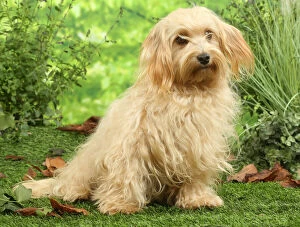 Bichon Gallery: Bichon Havanais dog outdoors