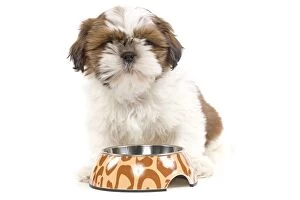 Images Dated 16th April 2010: Bichon Havanese Dog - with dog bowl