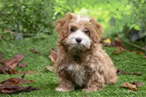 Bichon havannais