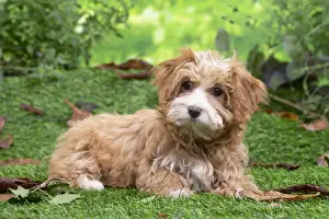 Bichon havannais