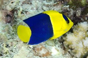 Images Dated 7th November 2013: Bicolor Angelfish