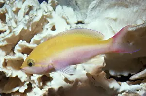 Basslet Prints: Bicolor Basslet (Anthias) Mauritius to Hawaii