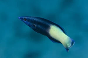 Amed Gallery: Bicolor Cleaner Wrasse - Pyramids dive site
