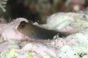 Images Dated 5th November 2013: Bicolor Coralblenny on coral