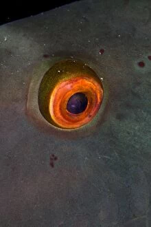 Bicolor Gallery: Bicolor Parrotfish - close-up of eye