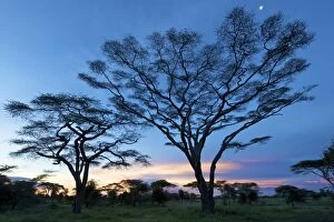 Images Dated 25th March 2010: Big Acacias in Kilimatiti area