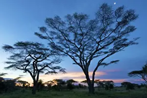 Big Acacias in Kilimatiti area - Ngorongoro Conservation area - Tanzania - Africa
