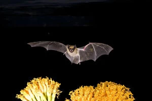 Images Dated 2nd June 2010: Big Brown Bat in Flight, Eptesicus fuscus